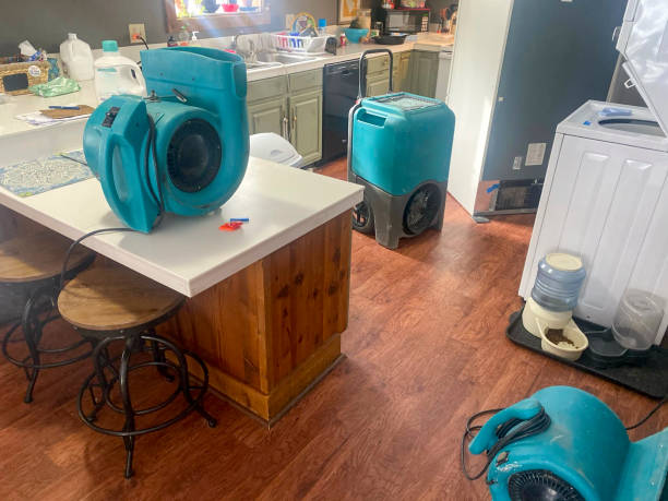 Best Local water damage restoration  in Hillandale, MD