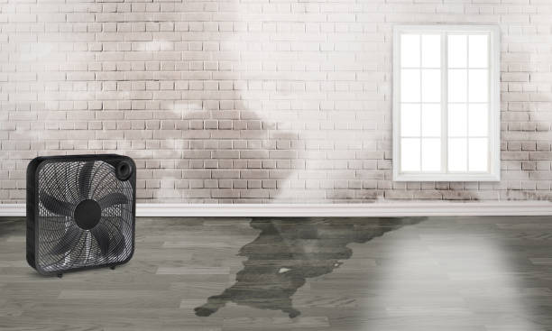 Best Basement water damage restoration  in Hillandale, MD